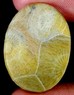Окаменелый коралл кабошон 22.60крт