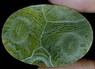 Окаменелый коралл кабошон 49.85крт
